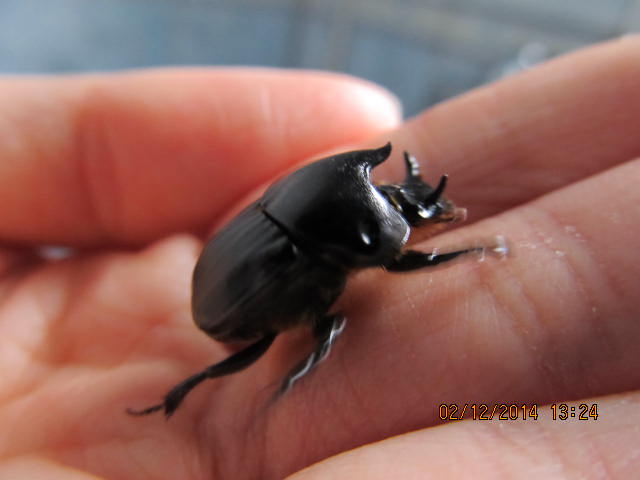 Bubas bison, maschio, Scarabaeidae
