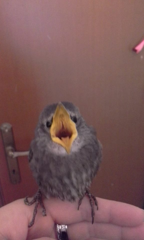 Identificazione volatile