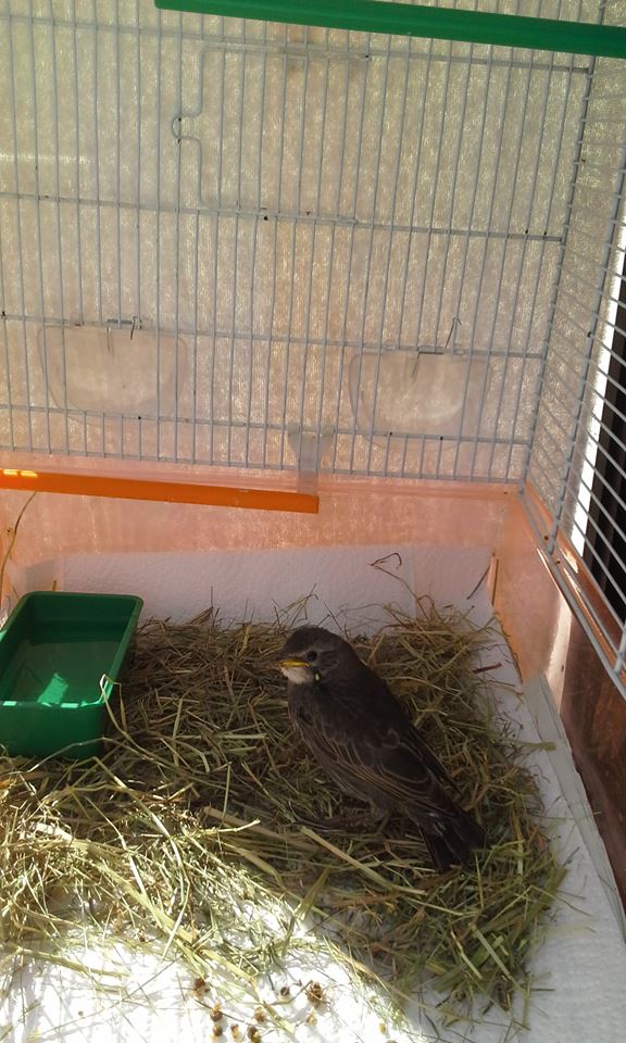 Identificazione volatile