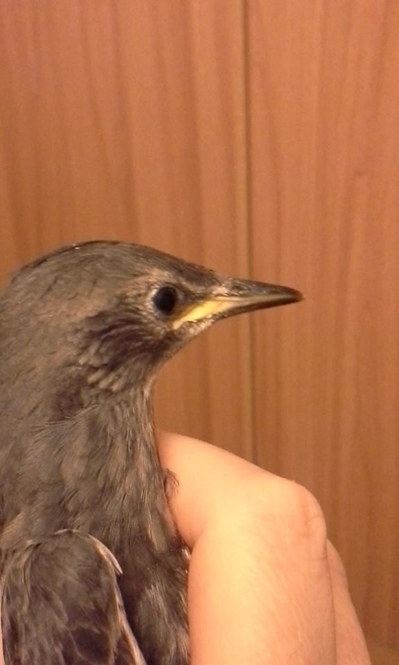 Identificazione volatile