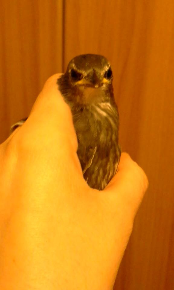 Identificazione volatile