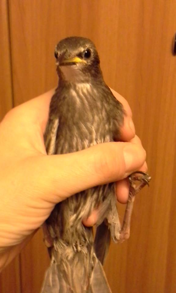 Identificazione volatile