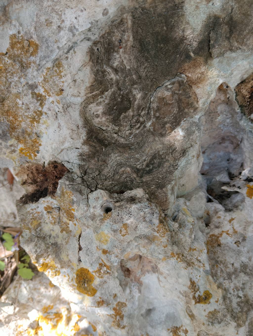Rocce calcaree
