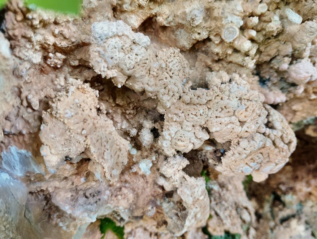 Roccia calcarea dalla strana forma