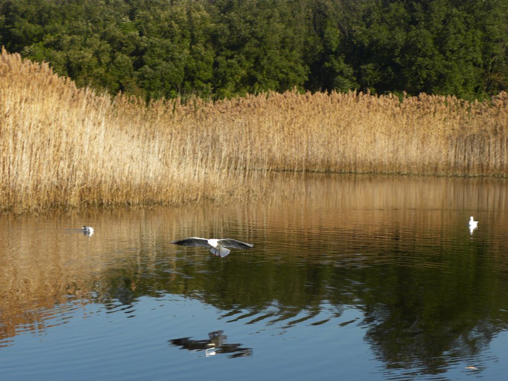 Laghi....delle MARCHE