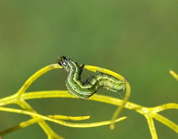 bruco di Trichoplusia ni ?