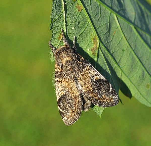 ciclo vitale di Notodonta tritophus