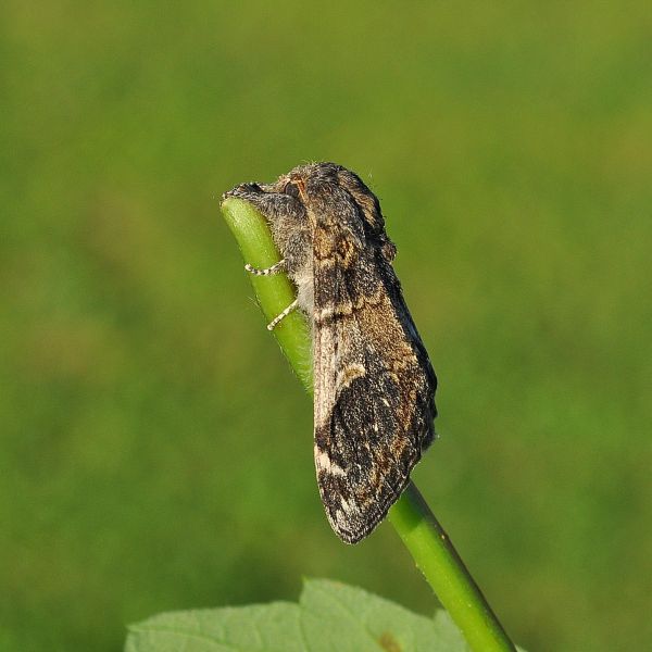 ciclo vitale di Notodonta tritophus