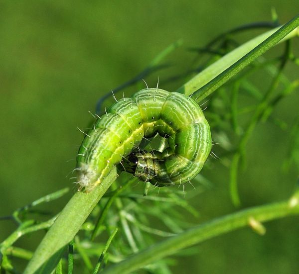 bruco di Trichoplusia ni ?