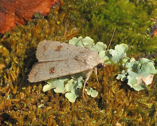 Platyperigea proxima/kadenii/montana (?)