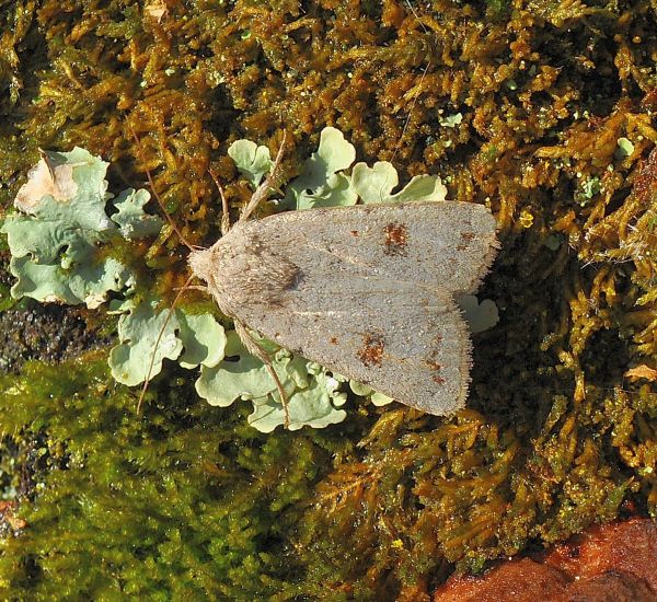 Platyperigea proxima/kadenii/montana (?)