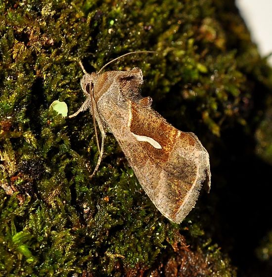 due plusiinae - Macdunnoughia confusa e Autographa gamma