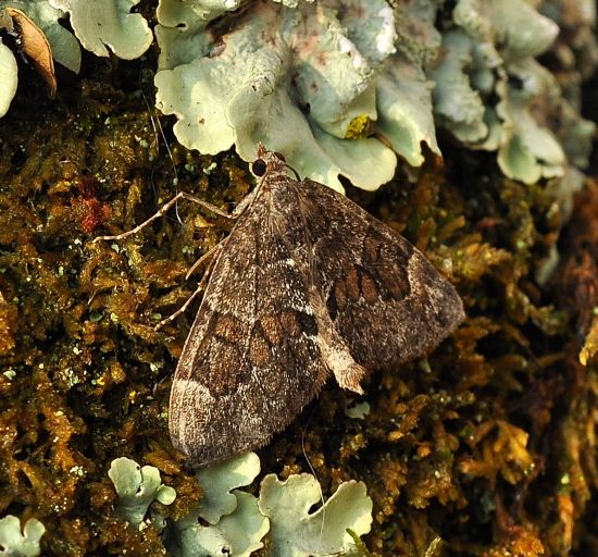 Thera variata, britanica o obeliscata? Thera sp. - Geometridae