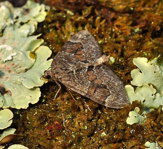 Thera variata, britanica o obeliscata? Thera sp. - Geometridae