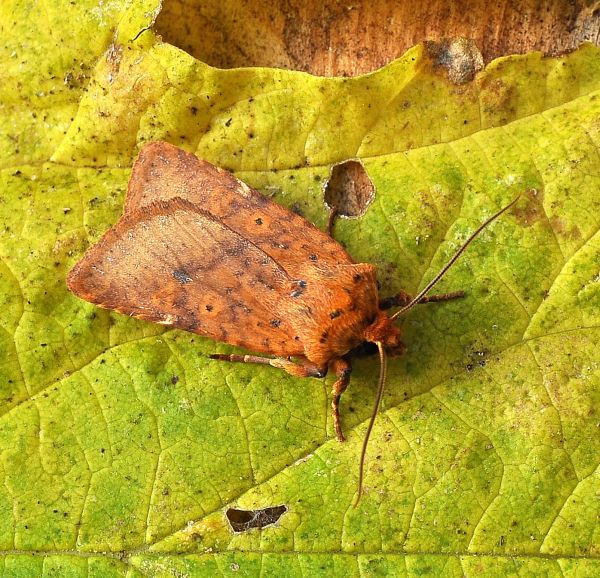 Conistra vaccinii e C. rubiginea