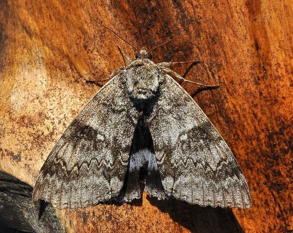 Una sorpresa graditissima - Catocala fraxini, Erebidae