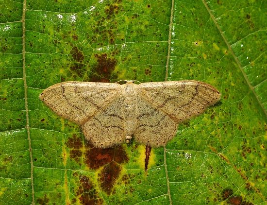 Idaea aversata ?