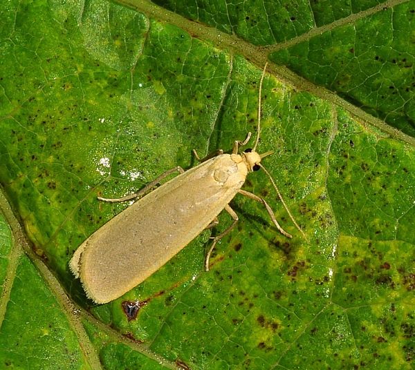 Eilema complana ?  No, Eilema depressa