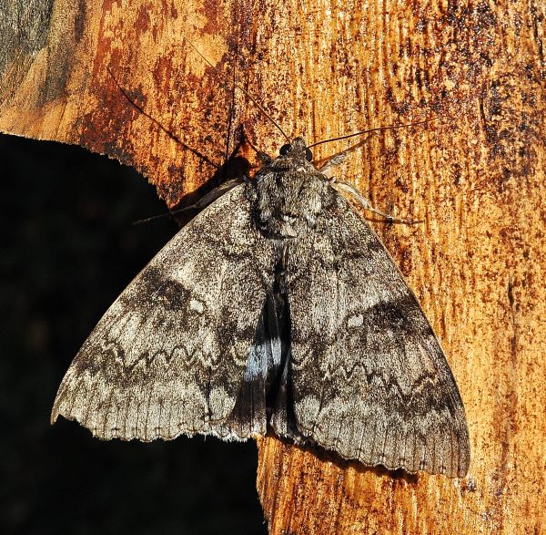 Una sorpresa graditissima - Catocala fraxini, Erebidae