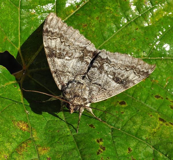 Una sorpresa graditissima - Catocala fraxini, Erebidae