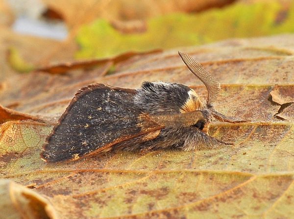 Poecilocampa populi (Lasiocampidae)