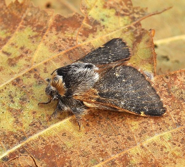 Poecilocampa populi (Lasiocampidae)