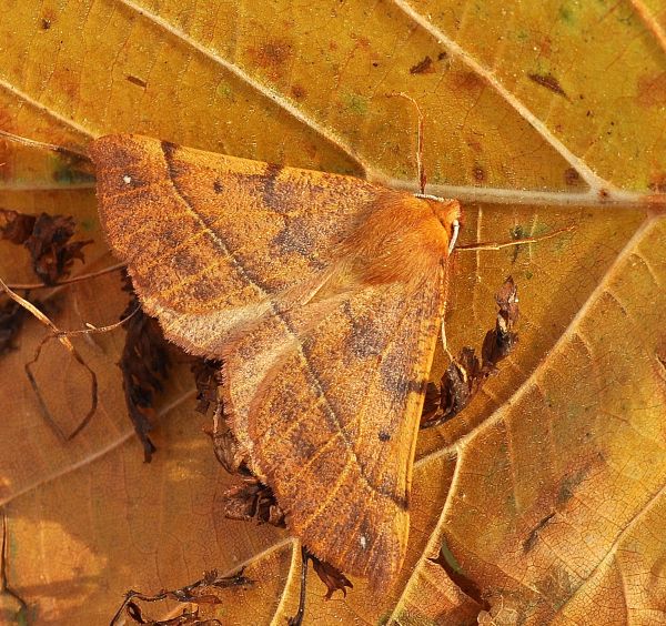 Due gi viste: Colotois pennaria e Operophtera sp., Geometridae