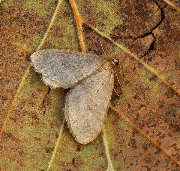 Due gi viste: Colotois pennaria e Operophtera sp., Geometridae