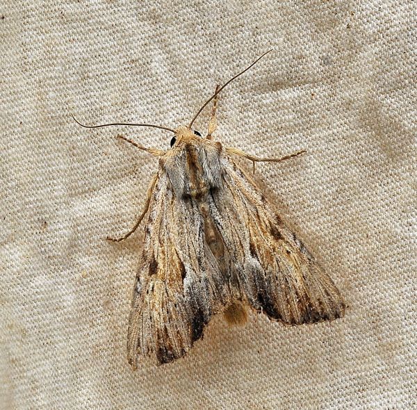 Apamea lithoxylaea ? Si