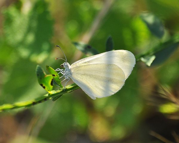 Asilidae all''attacco di Leptidea sinapis (Pieridae)