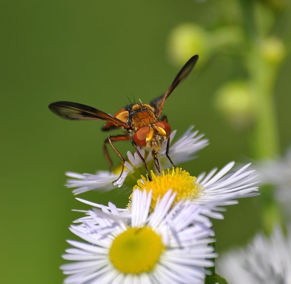 Tachinidae Phasiinae:  cfr.  Ectophasia crassipennis