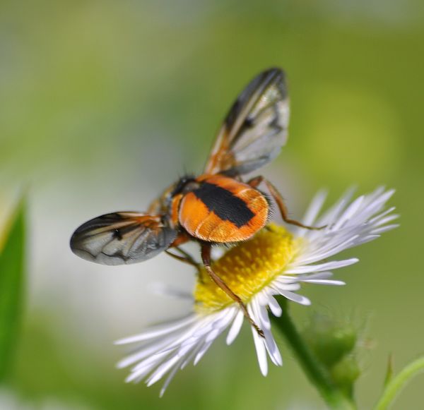 Tachinidae Phasiinae:  cfr.  Ectophasia crassipennis