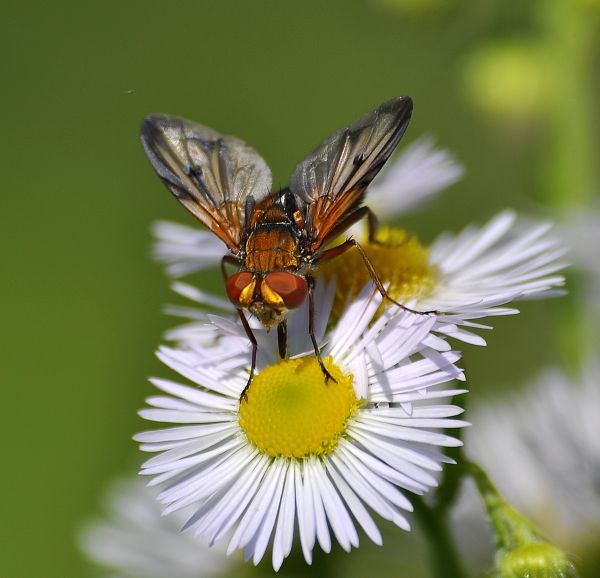 Tachinidae Phasiinae:  cfr.  Ectophasia crassipennis