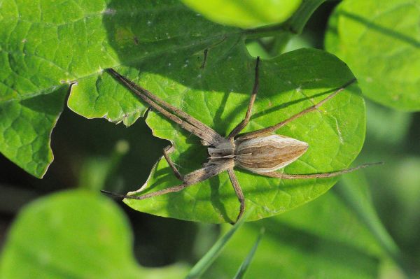 Pisaura cfr. mirabilis, Araneus diadematus e Argiope bruennichi - Pogno (NO)