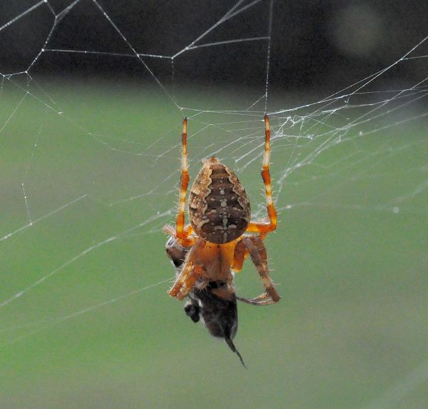 Pisaura cfr. mirabilis, Araneus diadematus e Argiope bruennichi - Pogno (NO)
