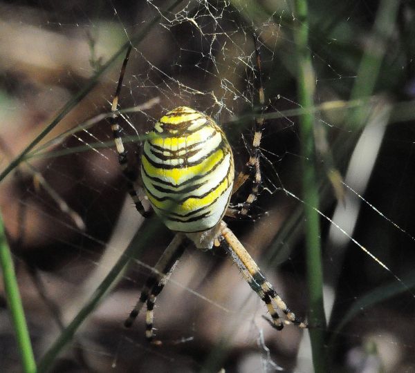 Pisaura cfr. mirabilis, Araneus diadematus e Argiope bruennichi - Pogno (NO)