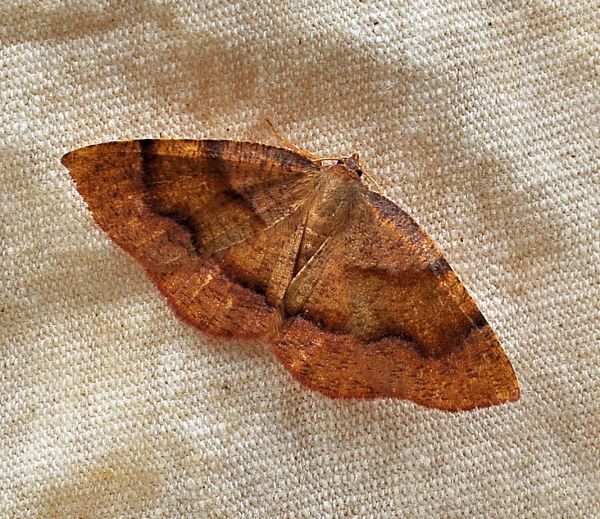 Plagodis pulveraria, Geometridae