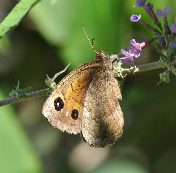 aiuto id. Satyrus ferula? S