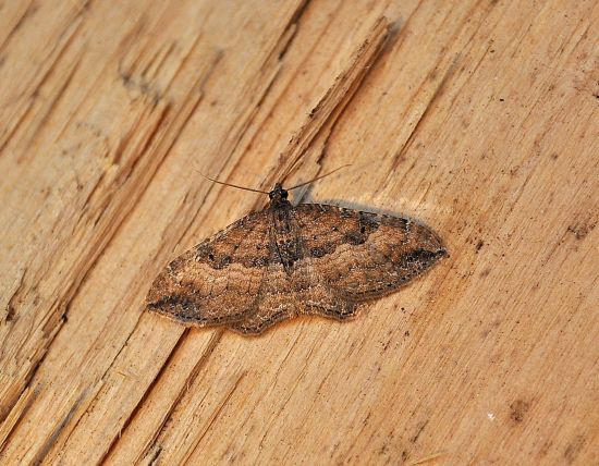 aiuto id - Nycterosea obstipata, Geometridae