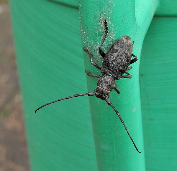 Cerambycidae: Morimus asper