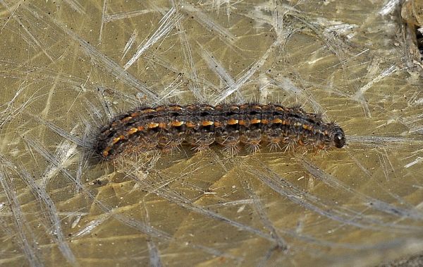 Aiuto id bruco -  Eilema caniola, Erebidae