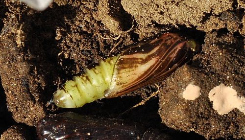 Aiuto id, se si pu - Chrysodeixis chalcites, Noctuidae Plusiinae