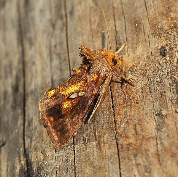 Aiuto id, se si pu - Chrysodeixis chalcites, Noctuidae Plusiinae