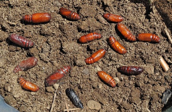 qualche pupa
