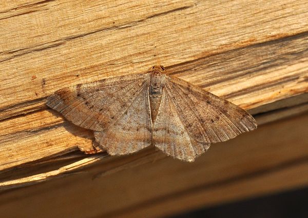 aiuto id - Aglossa pinguinalis, Pyralidae e Macaria liturata, Geometridae