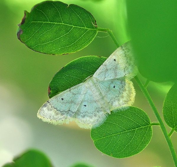 Scopula incanata?