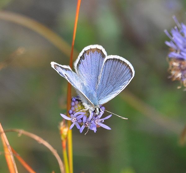 Plebejus sp. (argus o idas), Lycaenidae