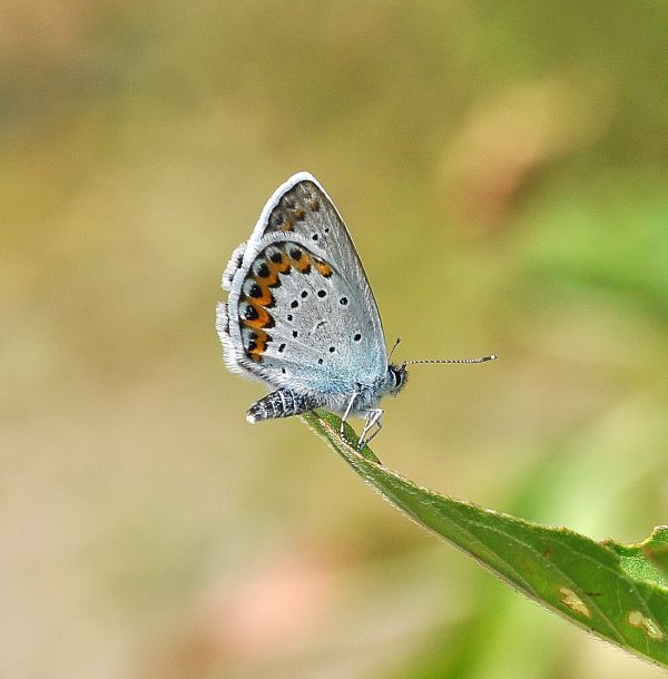 Plebejus sp. (argus o idas), Lycaenidae