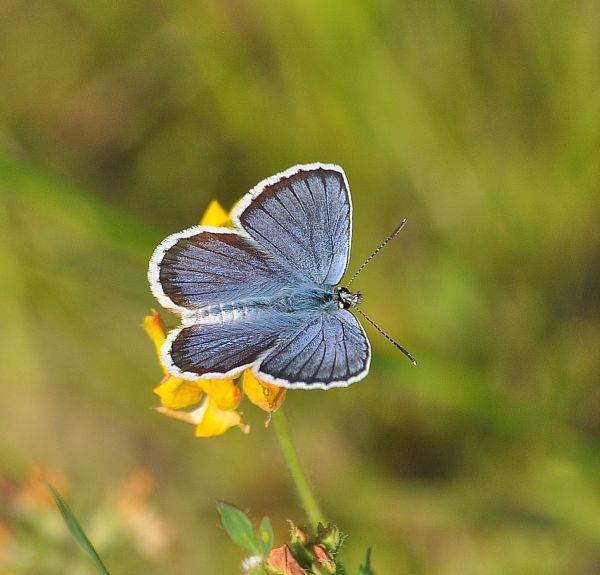 Plebejus sp. (argus o idas), Lycaenidae