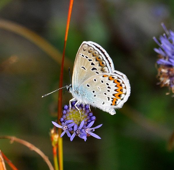 Plebejus sp. (argus o idas), Lycaenidae